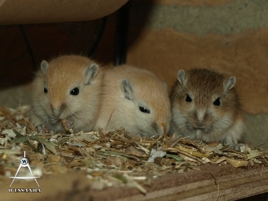 S&B1 23 dagen oud, Algerijn, Algerijn Verlicht & Agouti