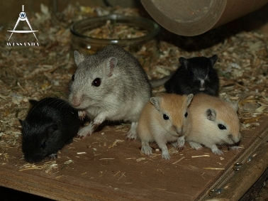 S&B1 24 dagen oud en Bonasera