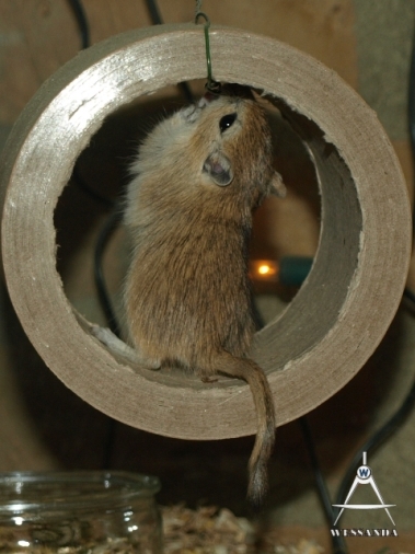 S&B1 24 dagen oud, Agouti