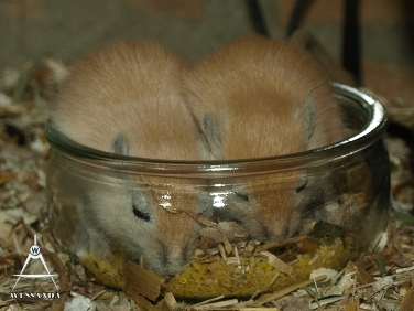 S&B1 24 dagen oud, Algerijn Verlicht & Algerijn