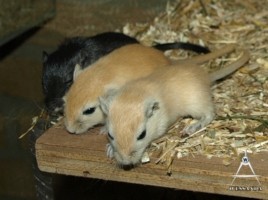 S&B 24 dagen oud, Zwart, Algerijn & Algerijn verlicht