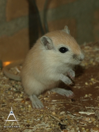 S&B1 26 dagen oud, Algerijn Verlicht