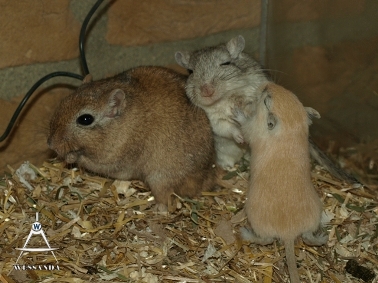 S&B1 26 dagen oud, Steve, Bonasera en Algerijn verlicht