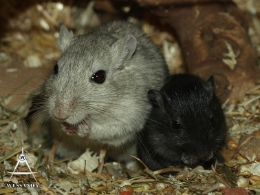 S&B1 26 dagen oud, Bonasera en Zwart zoontje