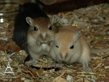 S&B1 27 dagen oud, Agouti en Algerijn Verlicht