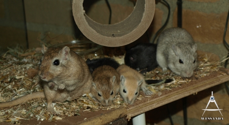 S&B1 27 dagen oud, Steve, Bonasera en pups