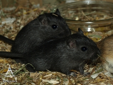 S&B1 27 dagen oud, twee zwarte broertjes