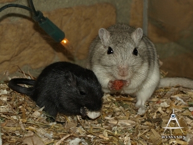 S&B1 28 dagen oud, Bonasera en zwart zoontje