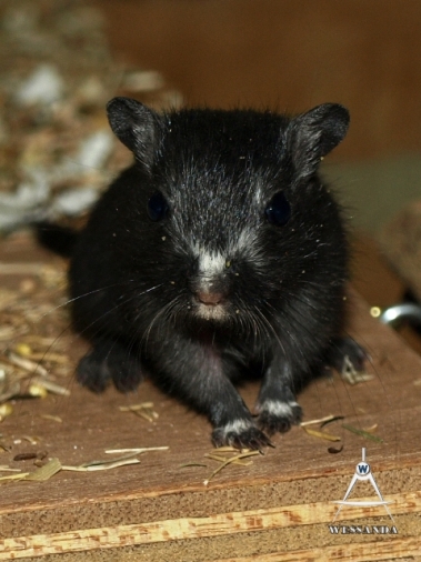 S&B1 28 dagen oud, Zwart meisje