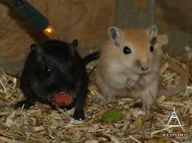 S&B1 28 dagen oud, zwart ventje en Algerijn