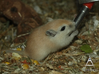 S&B1 28 dagen oud, drinkfles