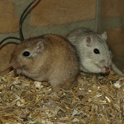 Steve & Bonasera (1)