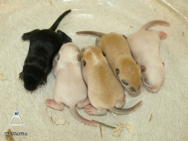 S&J1 pups 10 dagen oud 1