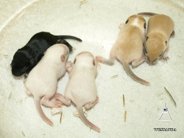 S&J1 pups 10 dagen oud 2