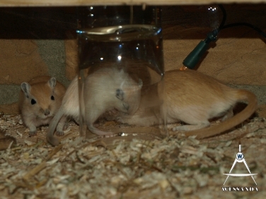 grote broer in de houtgreep