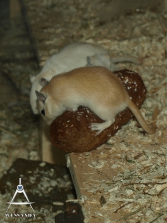 dit moet wel fout gaan