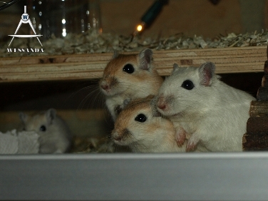 lena en de twee oudere dochters