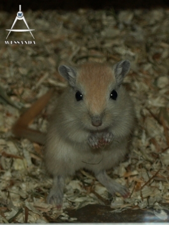 nieuwschierig ventje