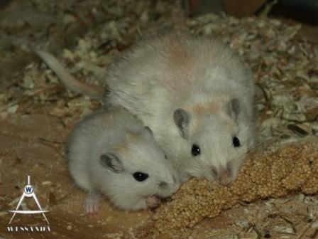 Lena duidelijk zwanger