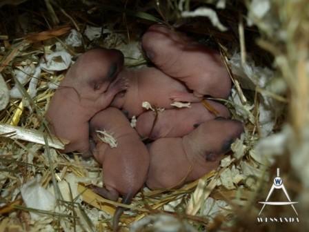 S&L1 pups 5 dagen oud (1)