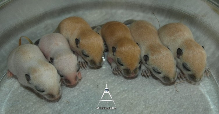 S&L1 pups 10 dagen oud
