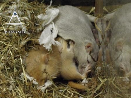 Valerio, Muis en pups 17 dagen oud