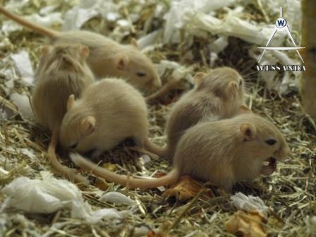 Geel Wildkleur en Licht Geel Wildkleur