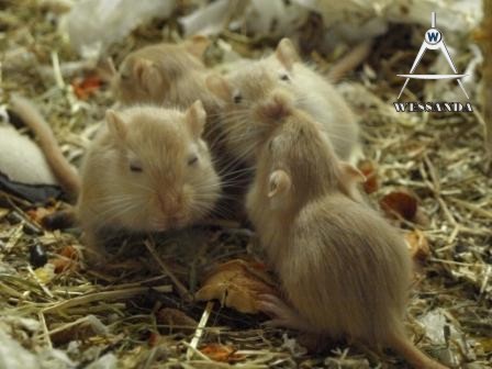 Geel Wildkleur en Licht Geel Wildkleur