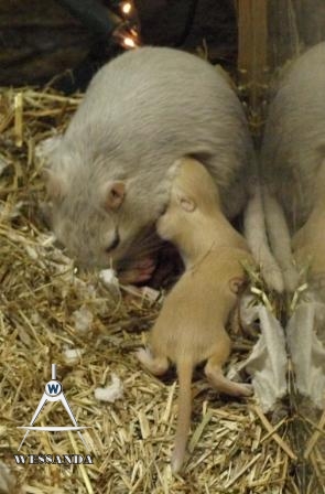 Muis en jongen 14 dagen oud