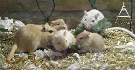 Valerio, Muis en jongen 4 weken oud