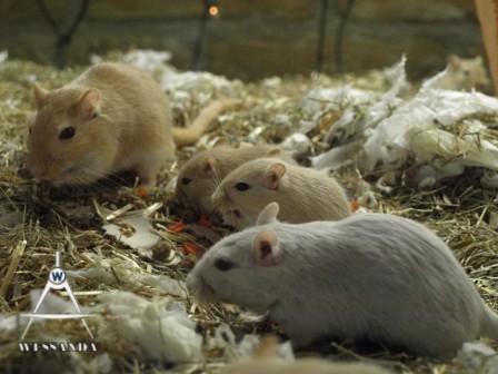 Valerio, Muis en jongen 4 weken oud