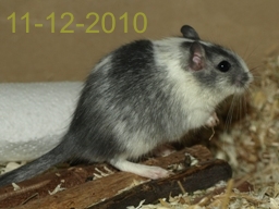 Elmar 11-03-2010 (1)