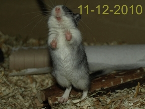 Elmar 11-12-2010 (2)