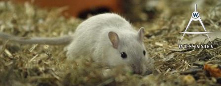 Licht Colourpoint Agouti