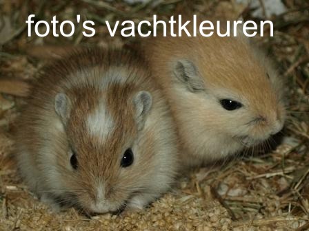 foto's vachtkleuren