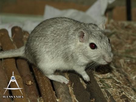 Cp Zilveragouti