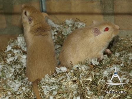 Geel Wildkleur en Licht Geel Wildkleur