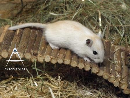 Licht Algerijn Gevlekt