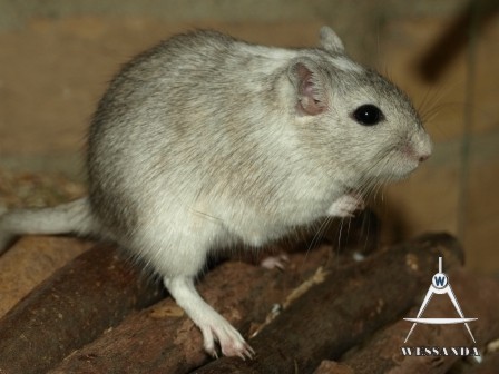 zilveragouti gevlekt