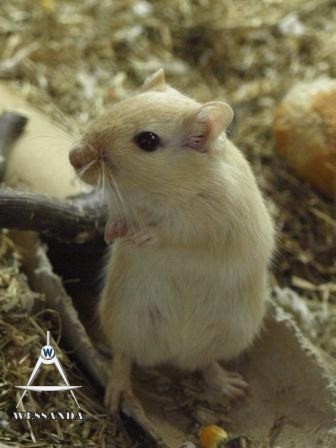 Licht Geel Wildkleur