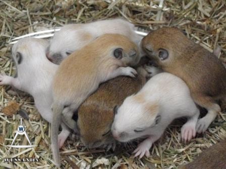 nest Lexi en Streepie