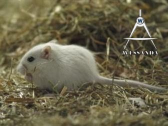 licht colourpoint agouti