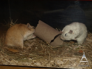 wc-rolletje samen delen