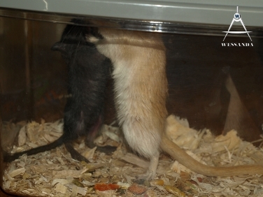 mislukte koppeling 1