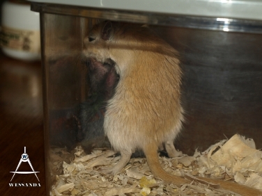 mislukte koppeling 2