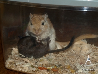 mislukte koppeling 3