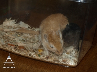 mislukte koppeling 4